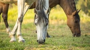 En beitende hest kan bevege seg 2 km per time – selv på liten plass