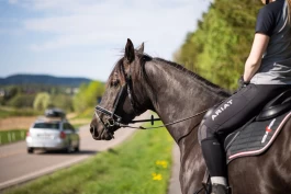 Slik møter du hest i trafikken