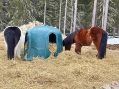 Ble kvitt magesårene: – Mine hester vil vel ikke ha halm