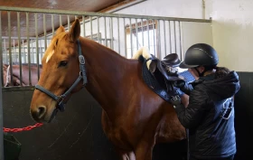 Starter systematisk overvåking av hestevelferd med nytt målesystem