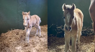 En overraskelse i stallen: Rideskolen våknet til nyfødt føll