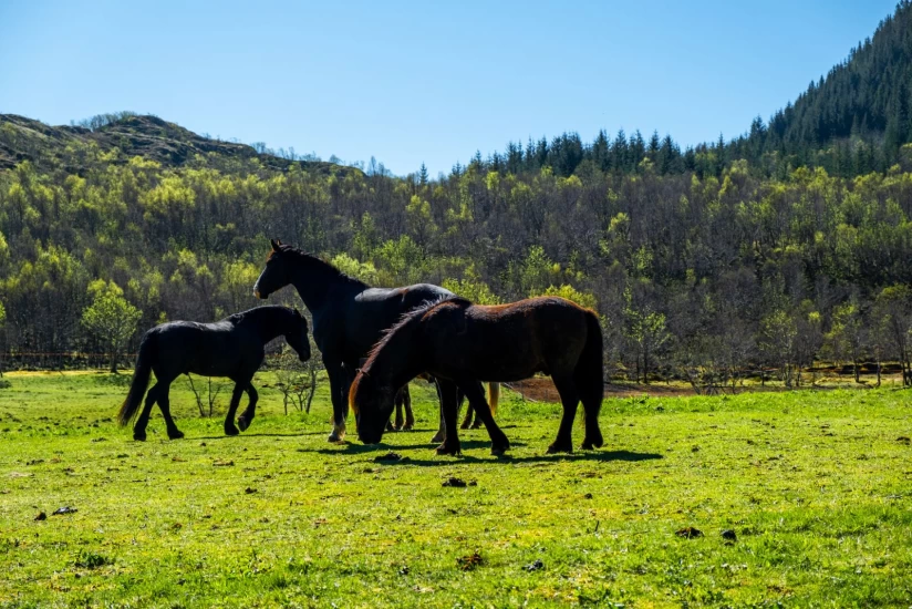 Advarer om vippepunkt for hestenæringen