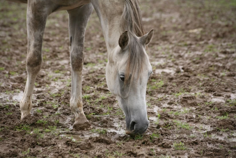 Armering av underlaget i luftegården kan motvirke gjørme