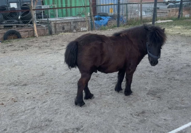 Anton fikk halen stjålet: – Hvem kan gjøre noe slikt?