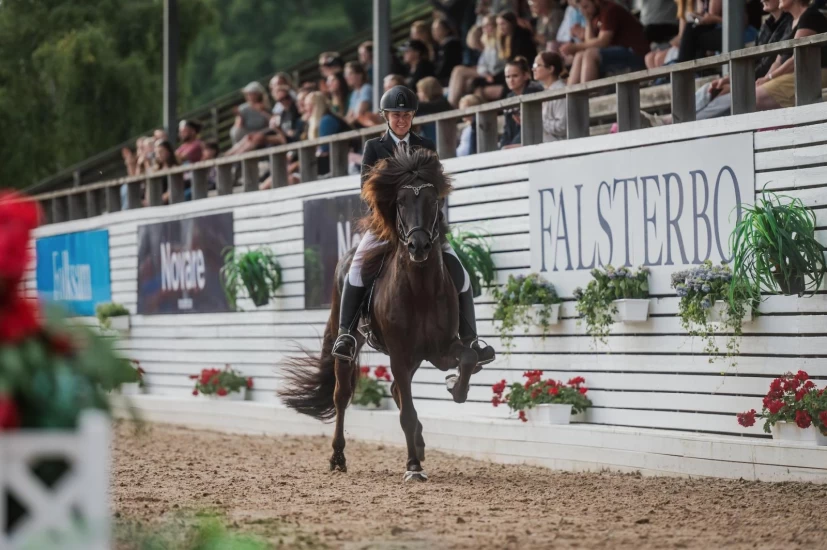 Eksteriør og trening avgjør hvor tungt islandshesten kan bære