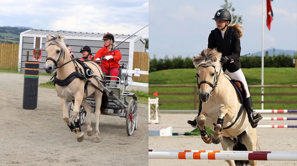 Ønsker å lage tidenes største Fjordhest NM