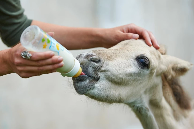 Morløse føll: – Få tak i en hest som kan oppdra føllet