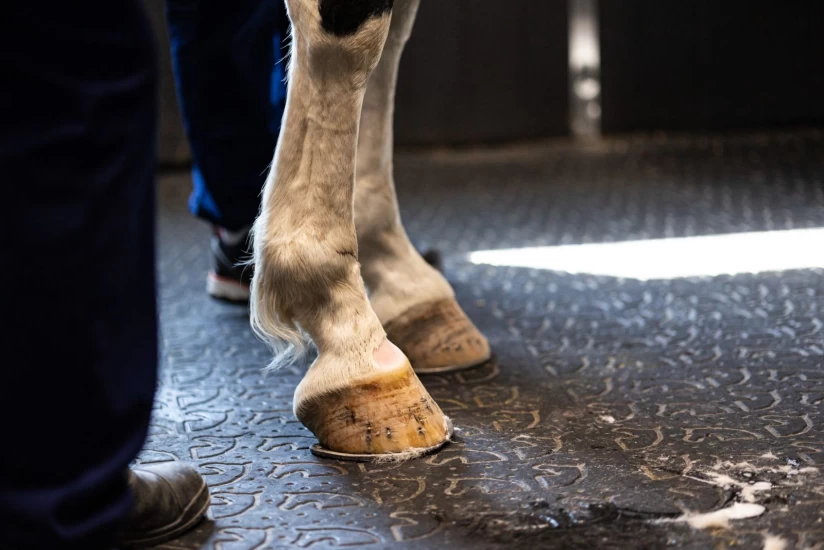 – Mange ganger er halthet et resultat av hestens trening