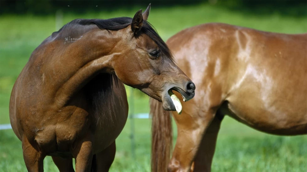 Pollenallergi hos hest – hoste, kløe og nedsatt prestasjon