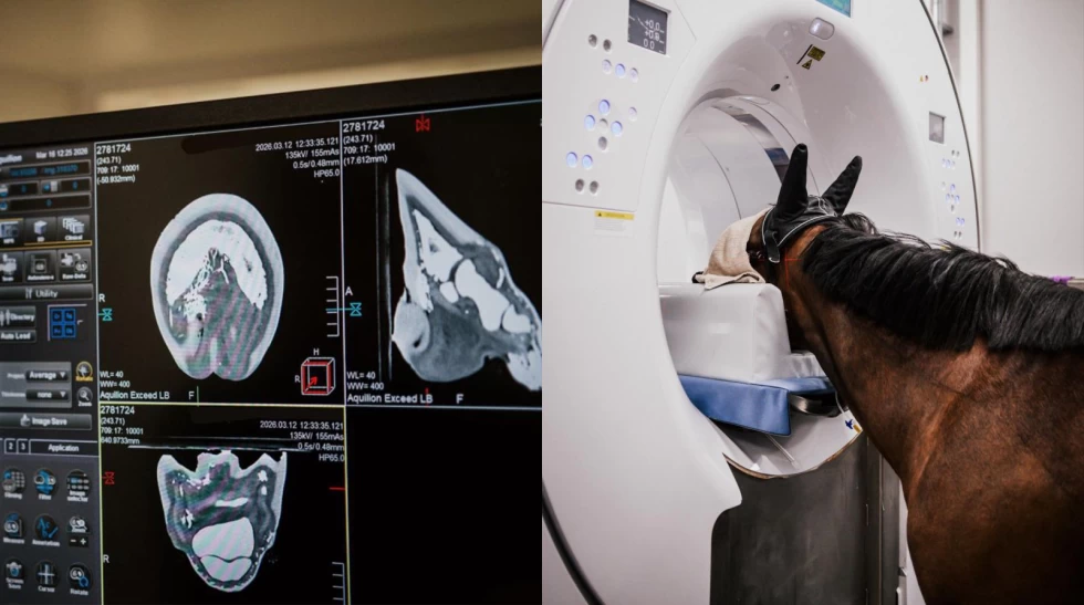 Ny teknologi åpner nye dører – CT endrer diagnostikken på hest