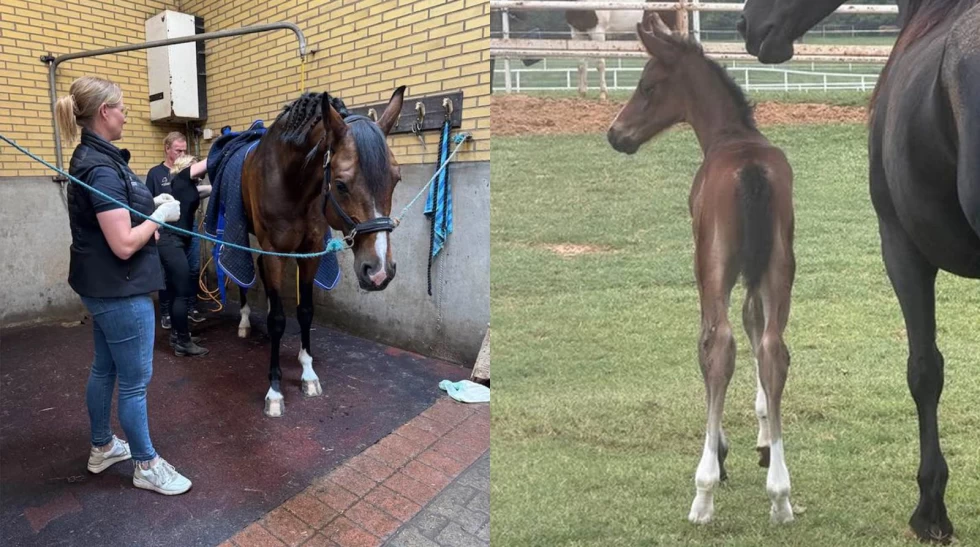 To Donkey Boy-kloner født i Texas: – Planen er en ridekarriere