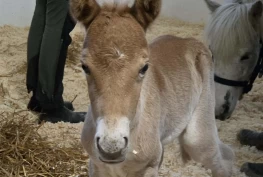 Gotlandsruss i Vestfold søker amme