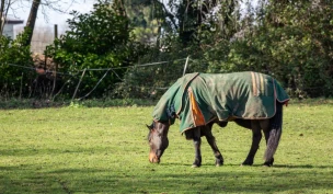 Hestens temperaturregulering – og det mest krevende været