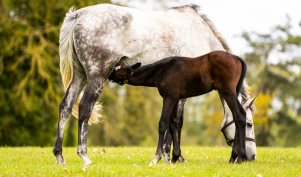 Hyperlipemi: – Viktig at hesteeiere i Norge er klar over tilstanden