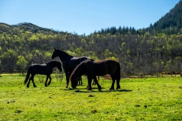 Advarer om vippepunkt for hestenæringen