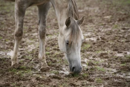 Armering av underlaget i luftegården kan motvirke gjørme