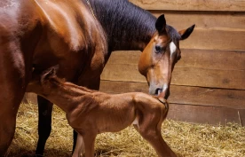 Rektalprolaps hos hest: – Deler av tarmen «vrenges ut»