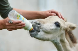 Morløse føll: – Få tak i en hest som kan oppdra føllet