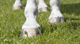 Forfangenhet hos hest – symptomer, behandling og forebyggende tiltak