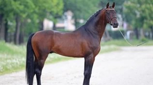 Mer enn en sæddose – hingstens betydning for føllenes utvikling