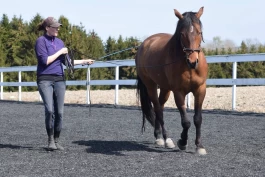 – For meg handler dressur om samspill, ikke spektakulære bevegelser