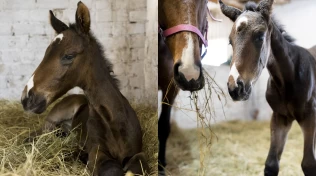 Wodan M Alpha er det første klonede føllet født i Nord-Europa