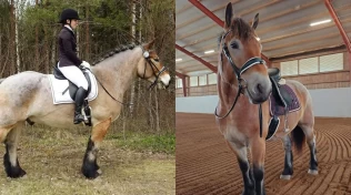 72,5 prosent i LB for dressur-ardenneren Klint