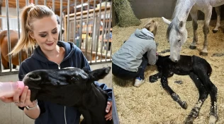 Hoppa fikk rektalprolaps – nå trenger Lady Writer en ny mamma