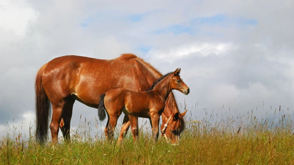 Slik fungerer inseminering – fra brunst til drektighet
