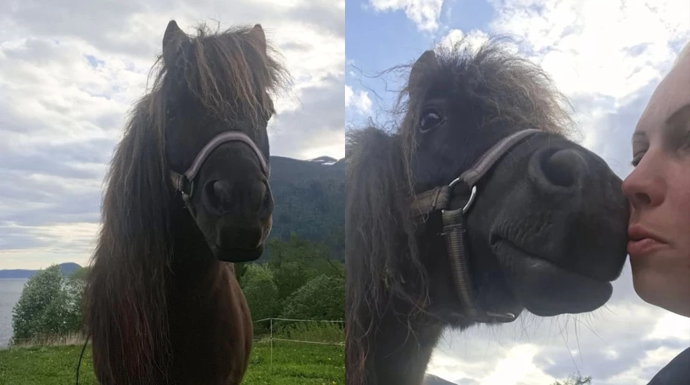 Shetlandsponni forsvunnet – meldt stjålet til politiet