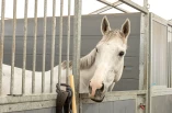 Bør få frokost samtidig – også på stevner, mener veterinær