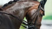 Utreder behov for forbud mot visse typer utstyr til hest