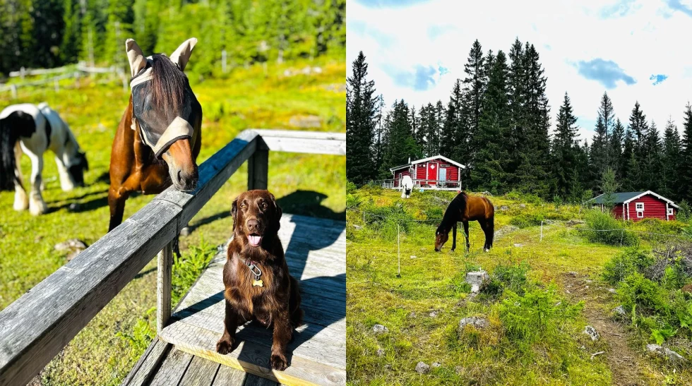 Hytteliv med hest: – Det har blitt en tradisjon