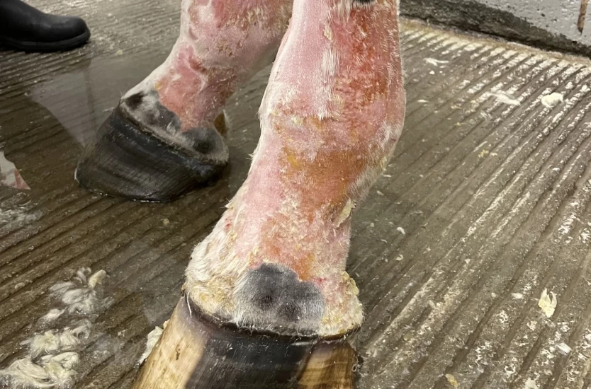 Veterinæren advarer mot giftige planter: – Kan være dødelige