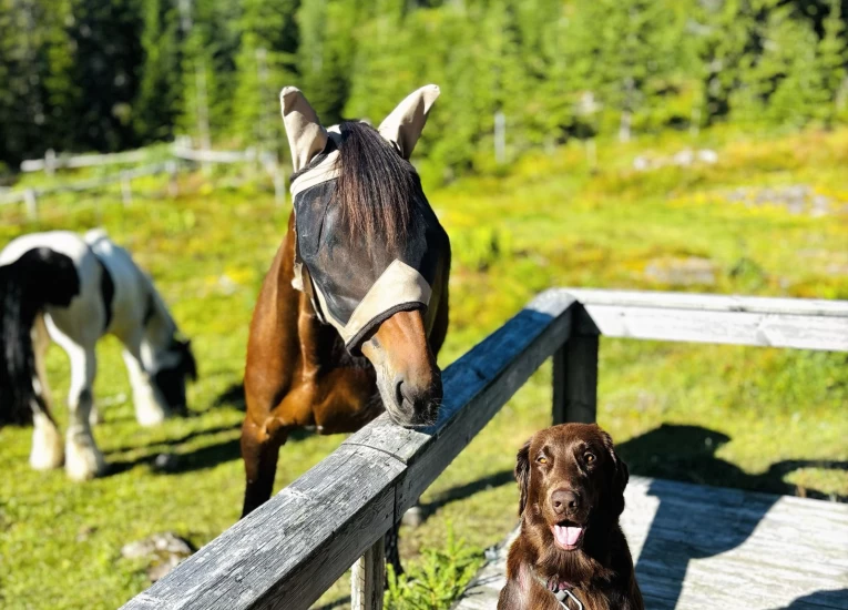 Hytteliv med hest: – Det har blitt en tradisjon
