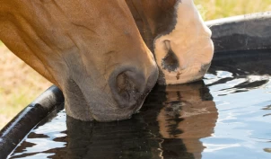 Veterinæren om væskemangel: – Ikke alltid nok med fri tilgang på vann