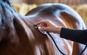 Ny studie: Slik brukes antibiotika til norske hester