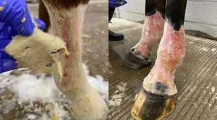 Veterinæren advarer mot giftige planter: – Kan være dødelige