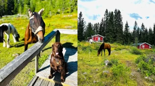 Hytteliv med hest: – Det har blitt en tradisjon