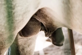 Intimhygiene hos hingst og vallak: Dette bør du følge med på
