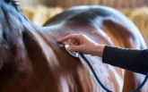 Ny studie: Slik brukes antibiotika til norske hester
