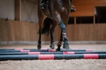 Artrose starter i cellene – lenge før halthet oppstår