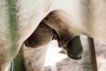 Intimhygiene hos hingst og vallak: Dette bør du følge med på
