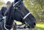 Politihesten Tyr (27) har sovnet inn