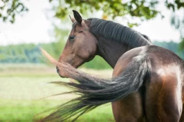 Fem ting å huske på når hesten går på sommerbeite