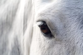 Veterinæren: Slik gir du seniorhesten et godt liv