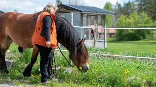 Slik lærer du hesten å beite på signal