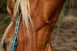 Veterinæren advarer om flått: Hester i utsatte områder bør sjekkes daglig
