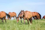 Veterinærens guide til en holdbar hest