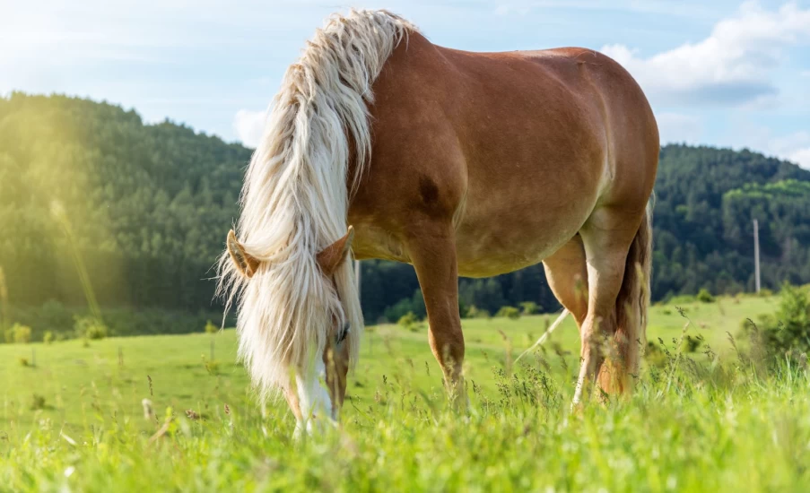 Slik slanker du hesten på en sunn måte